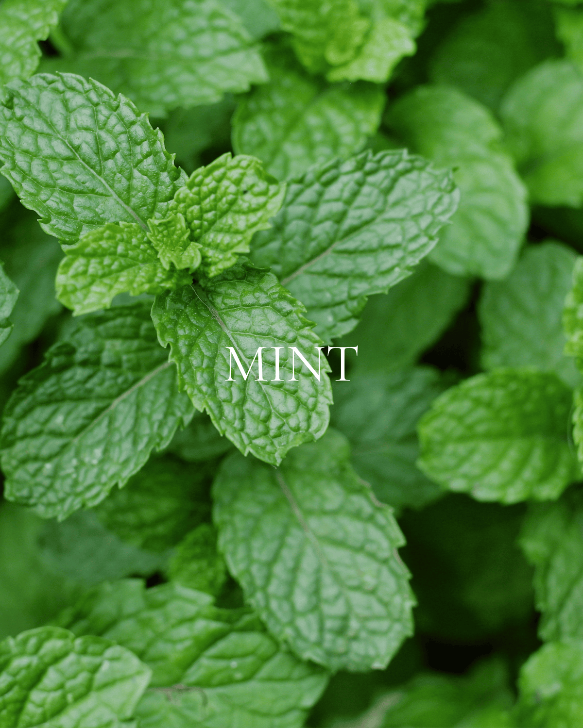 Mint