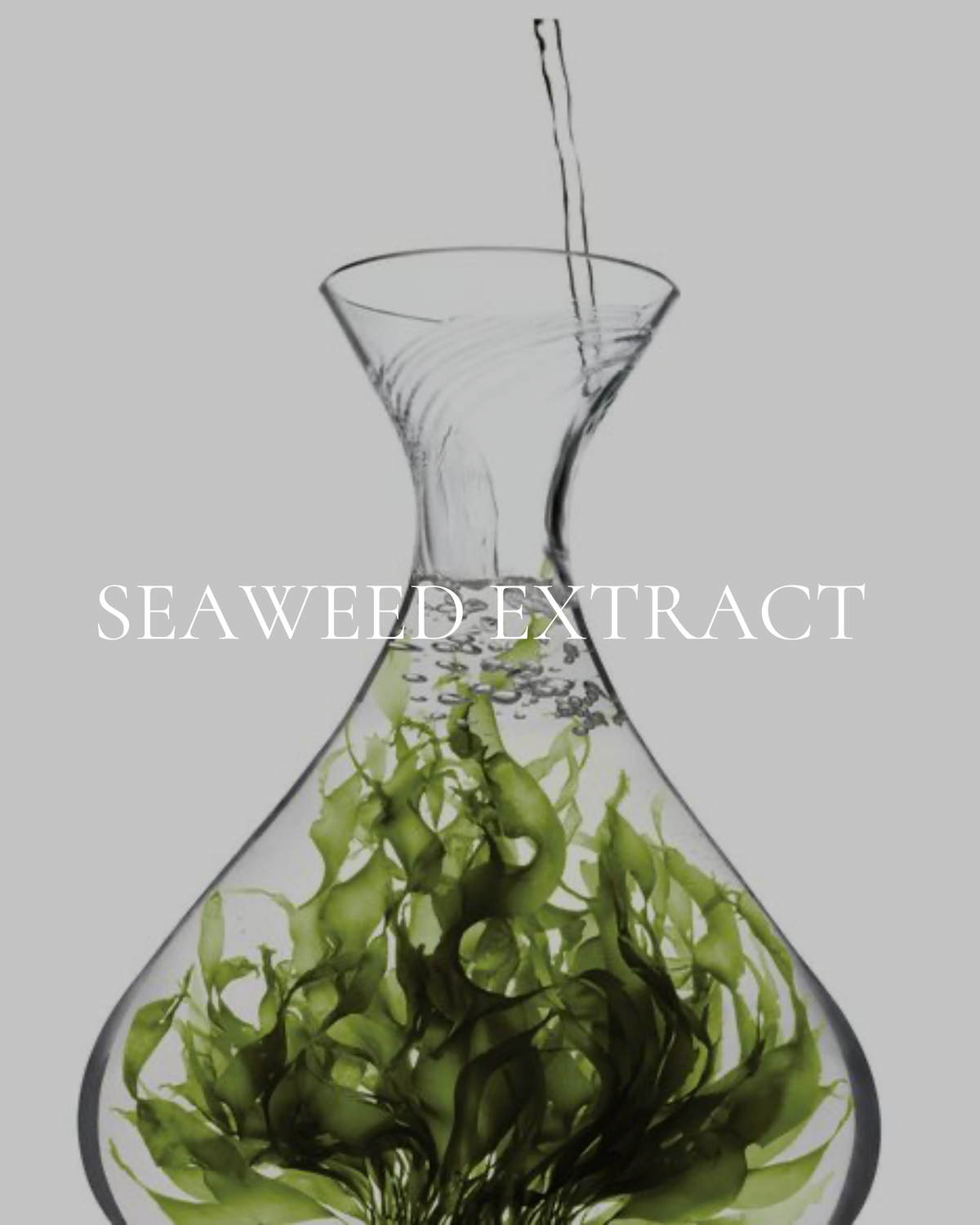 Seaweed Extract