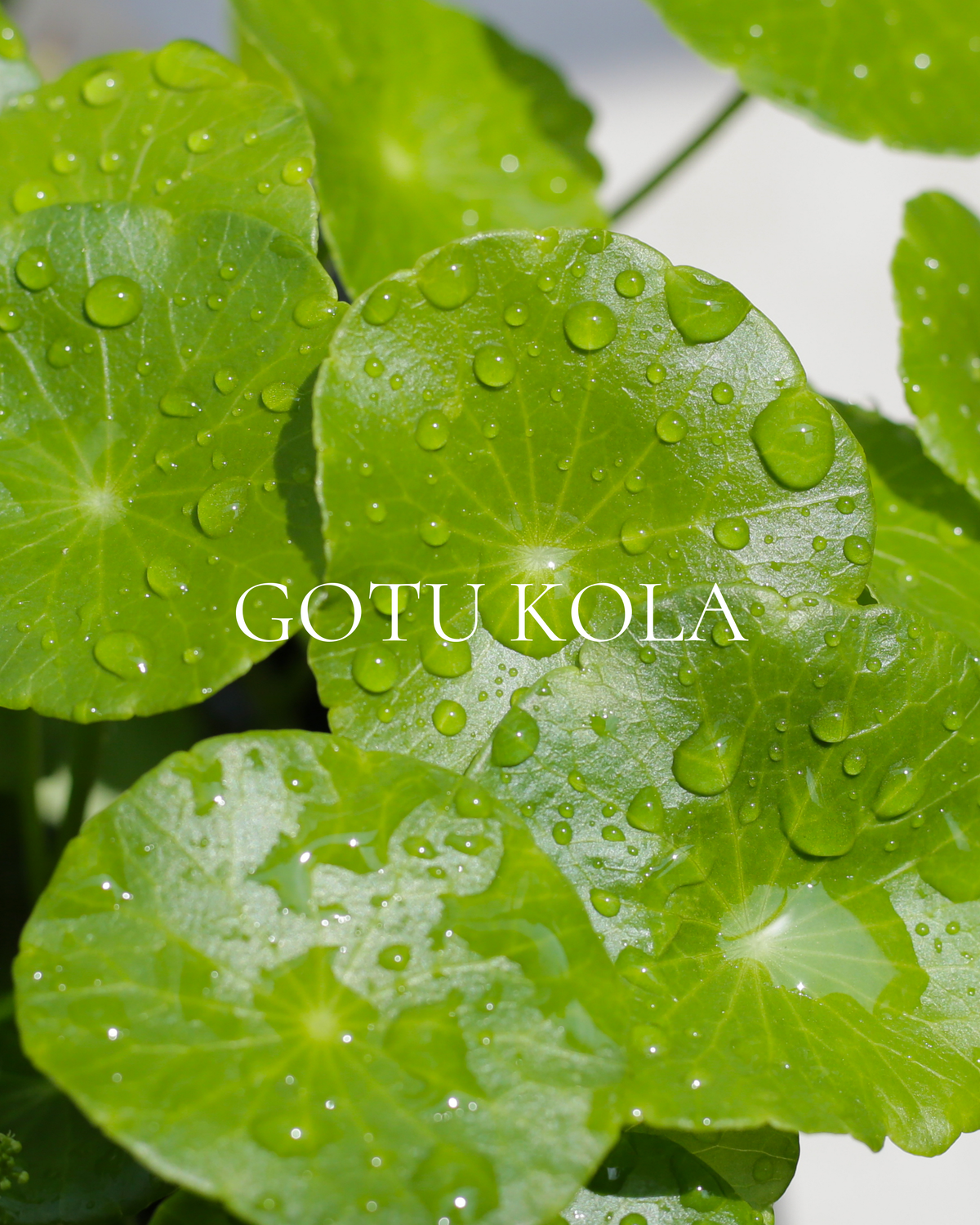 Gotu Kola